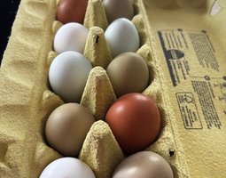 Œufs fécondés à couver. Panier coloré. Marans leghorn f1 f2 cream legbar