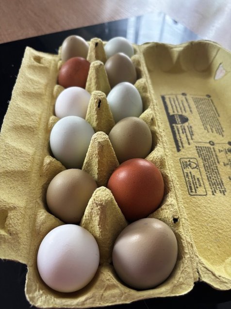 Œufs fécondés à couver. Panier coloré. Marans leghorn f1 f2 cream legbar