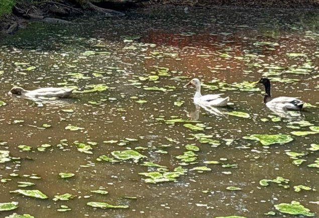 Canard coureur indien
