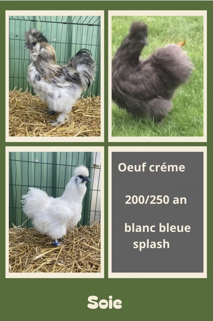 🥚 ADD3C Soie grande race barbue ADD3C🥚
