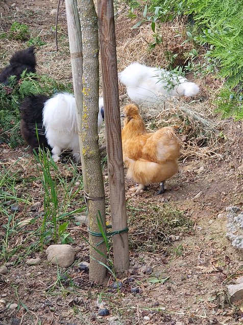 Œufs à couver poule soie couleur mixte - Emballage Ovopack