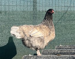 Œufs Olive Egger F3 croisement poule Olive Egger F2 et coq Marans