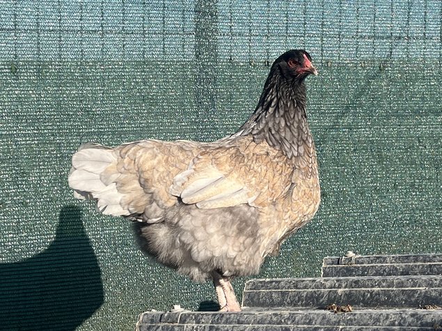 Œufs Olive Egger F3 croisement poule Olive Egger F2 et coq Marans
