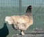 Œufs Olive Egger F3 croisement poule Olive Egger F2 et coq Marans