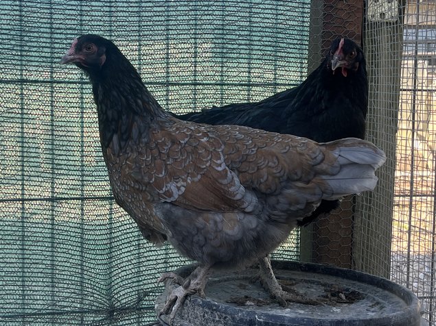 Œufs Olive Egger F3 croisement poule Olive Egger F2 et coq Marans