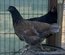 Œufs Olive Egger F3 croisement poule Olive Egger F2 et coq Marans