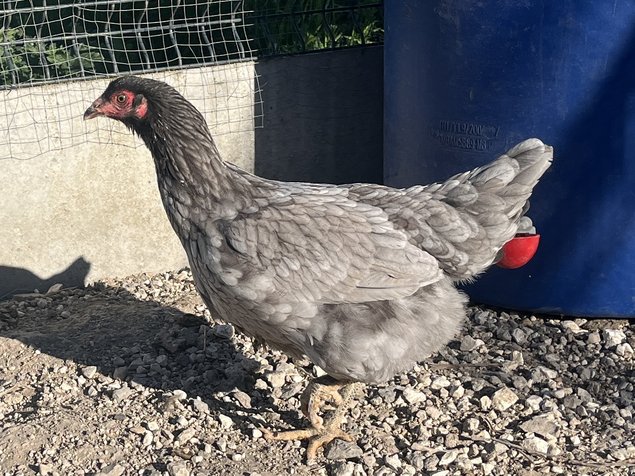 Œufs Olive Egger F3 croisement poule Olive Egger F2 et coq Marans