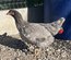 Œufs Olive Egger F3 croisement poule Olive Egger F2 et coq Marans