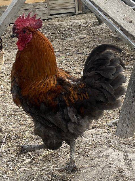 Œufs Olive Egger F3 croisement poule Olive Egger F2 et coq Marans