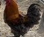 Œufs Olive Egger F3 croisement poule Olive Egger F2 et coq Marans