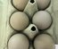 Œufs Olive Egger F3 croisement poule Olive Egger F2 et coq Marans