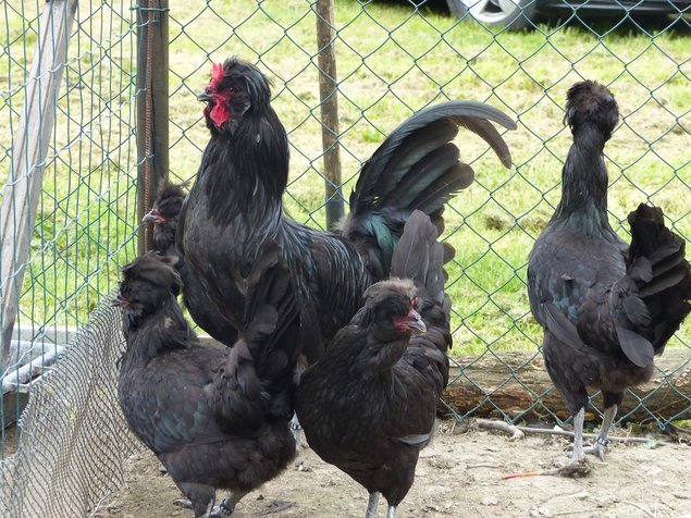 Oeufs de Crévecoeur