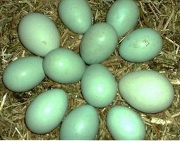 (LVDC) Lot de 6 Araucana Doré et Doré Bleu (5+1 Gratuit)