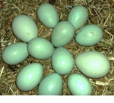 (LVDC) Lot de 6 Araucana Doré et Doré Bleu (5+1 Gratuit)