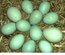 (LVDC) Lot de 6 Araucana Doré et Doré Bleu (5+1 Gratuit)