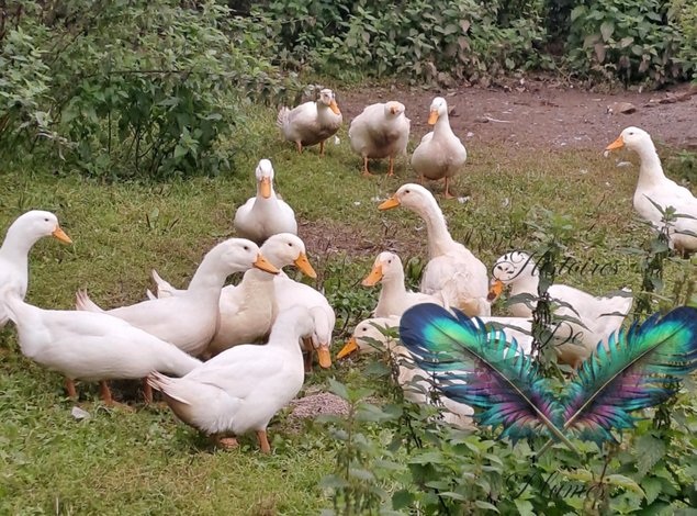 (HDP) Canard de Pékin américain