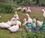 (HDP) Canard de Pékin américain