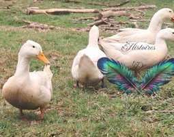 (HDP) Canard de Pékin américain
