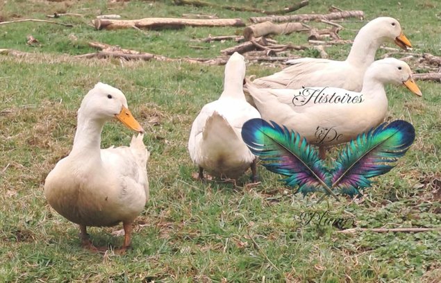 (HDP) Canard de Pékin américain