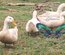 (HDP) Canard de Pékin américain