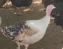 Oeufs mixtes de dindes  Ronqueres épaules jaunes et Bronzé d'Amérique  à couver