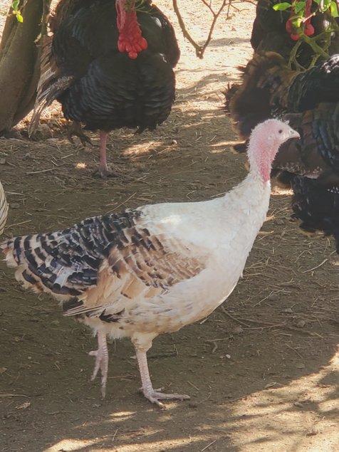 Oeufs de dindes à couver