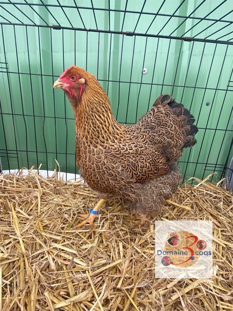 ADD3C 🥚 Wyandotte Perdrix Maillé Doré 🥚 ADD3C