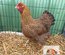 ADD3C 🥚 Wyandotte Perdrix Maillé Doré 🥚 ADD3C