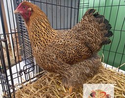 ADD3C 🥚 Wyandotte Perdrix Maillé Doré 🥚 ADD3C