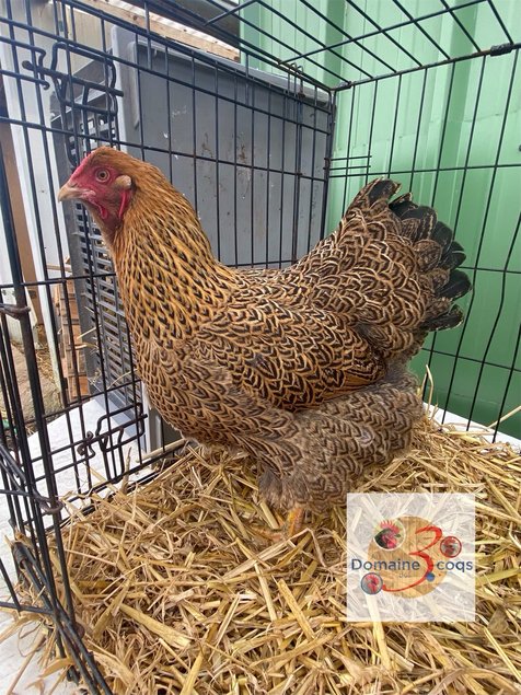 ADD3C 🥚 Wyandotte Perdrix Maillé Doré 🥚 ADD3C