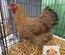 ADD3C 🥚 Wyandotte Perdrix Maillé Doré 🥚 ADD3C