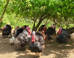 Oeufs de dindes à couver