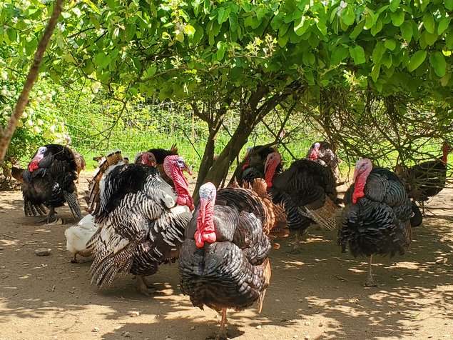 Oeufs de dindes à couver