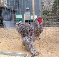 Lot de 12 oeufs purs races