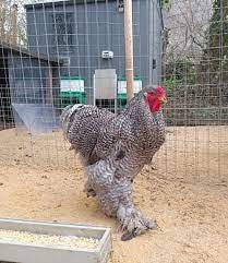 Lot de 12 oeufs purs races