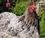 Lot 12 oeufs purs races