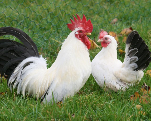 Lot 12 oeufs purs races