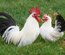 Lot 12 oeufs purs races