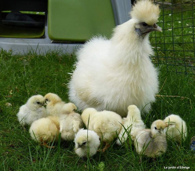 Lot de 12 oeufs purs races