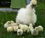 Lot de 12 oeufs purs races