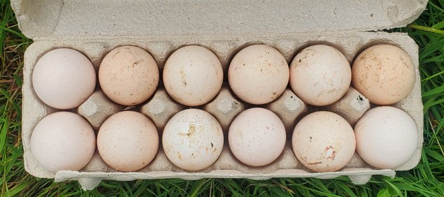 Oeufs de dindes à couver