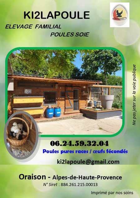 Œufs à couver poule soie couleur mixte - Emballage Ovopack