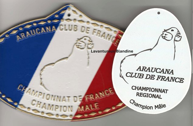 Araucana à toupets pure race "BIO" coloris sd et sdbleu