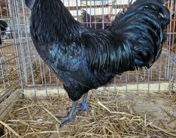 Cemani Tata cocottes