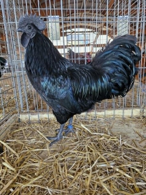Cemani Tata cocottes