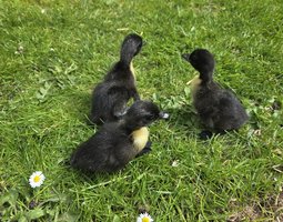 Canard de Duclair