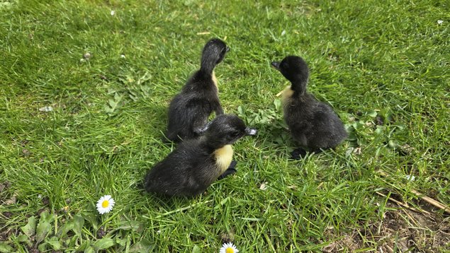 Canard de Duclair