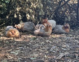 .Araucana à ToupetsXMarans (Futur Olive f1)