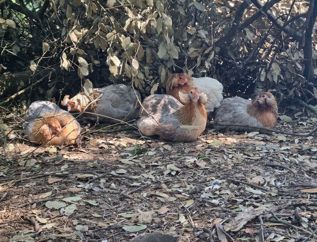 .Araucana à ToupetsXMarans (Futur Olive f1)