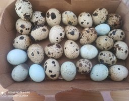 Oeufs fécondés de caille
